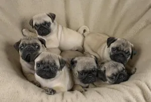1-3 months Female Purebred Pug
