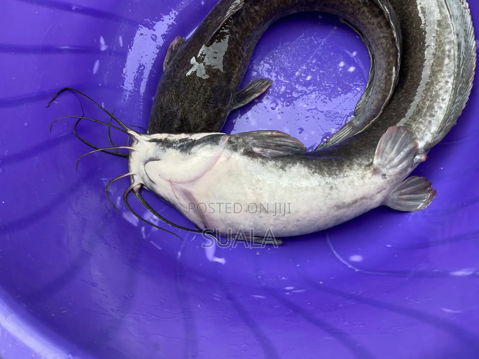 Catfish Farming