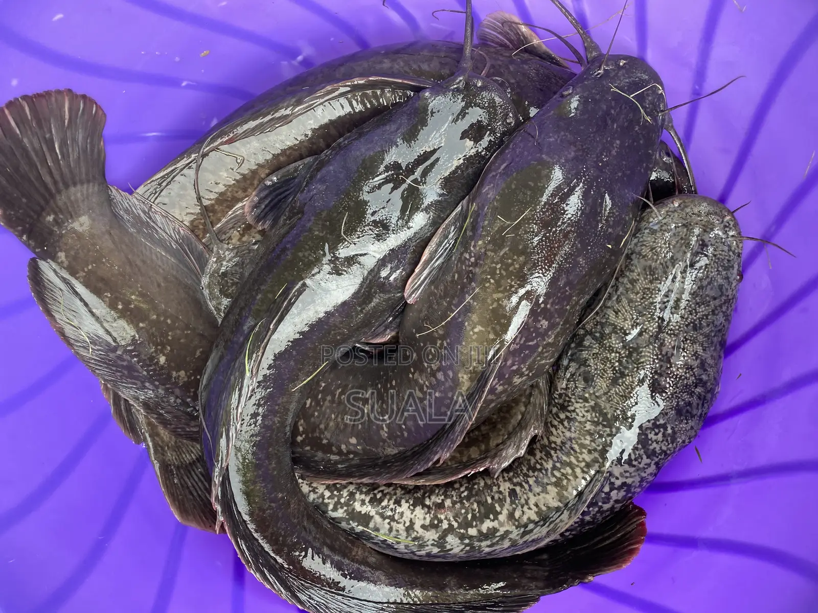 Catfish Farming