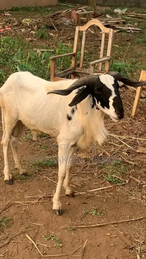 Sheep Is for Sale