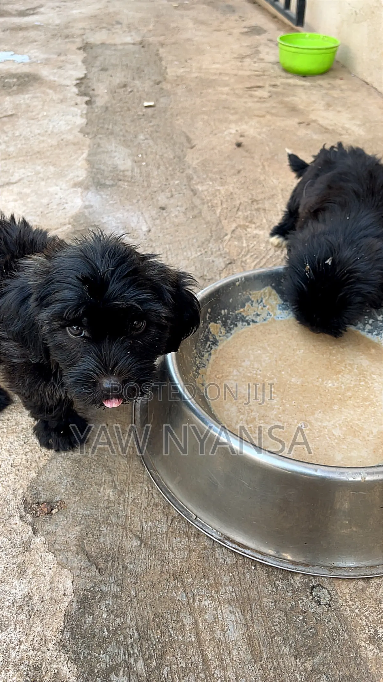 1-3 months Male Purebred Poodle