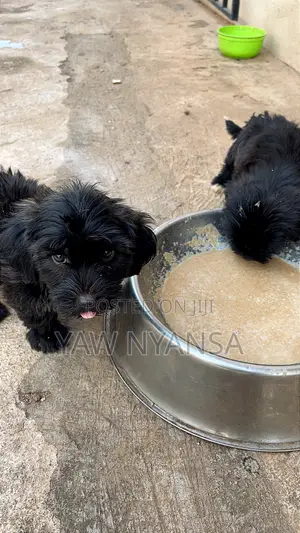 1-3 months Male Purebred Poodle