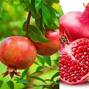 Pink Satin Pomegranate Plant Seedling