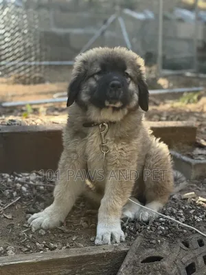 3-6 months Female Purebred Caucasian Shepherd