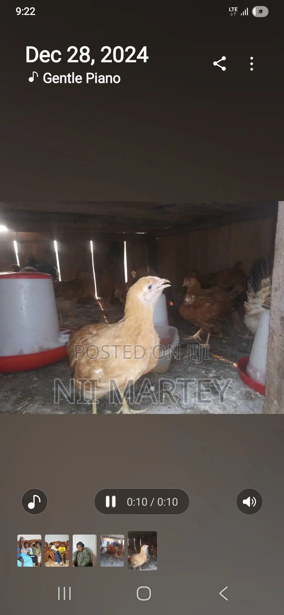 Chickens and Rabbits