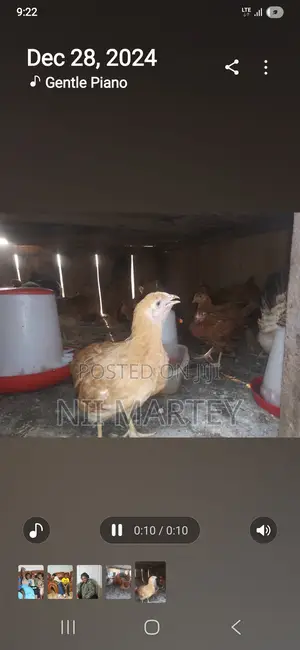 Chickens and Rabbits