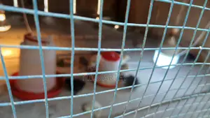 Chickens and Rabbits