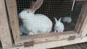 Chickens and Rabbits