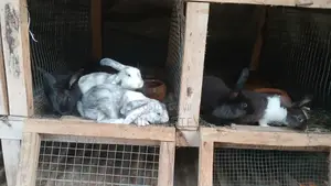 Chickens and Rabbits