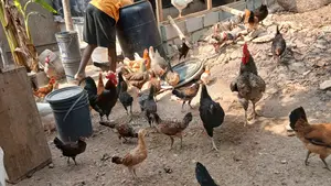 Chickens and Rabbits