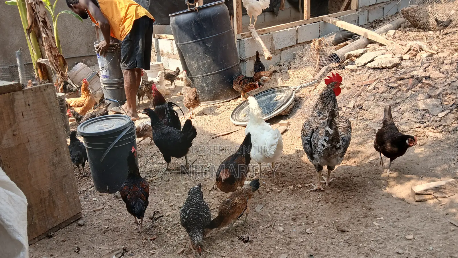 Chickens and Rabbits