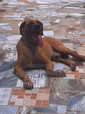 1+ year Male Purebred Bulldog