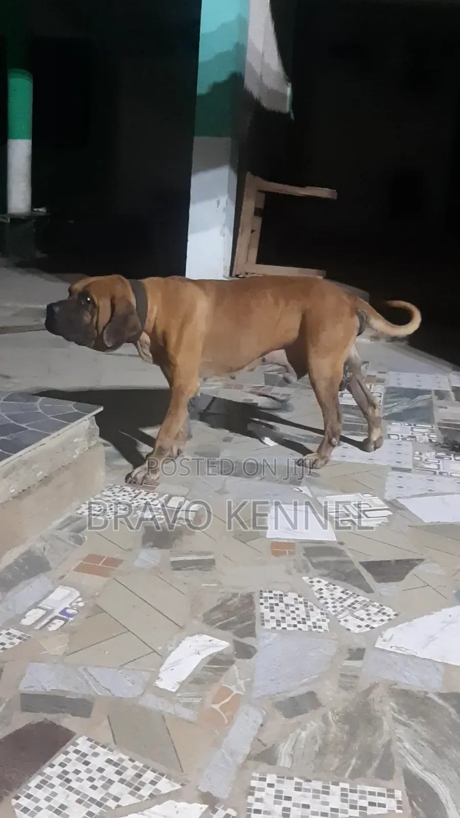 1+ year Male Purebred Bulldog