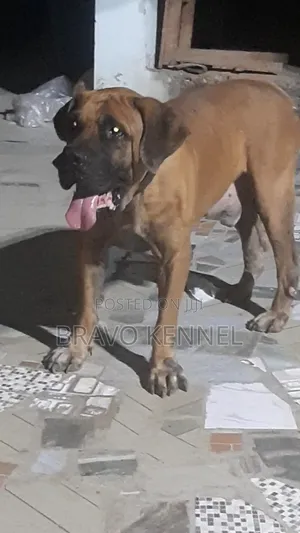 1+ year Male Purebred Bulldog