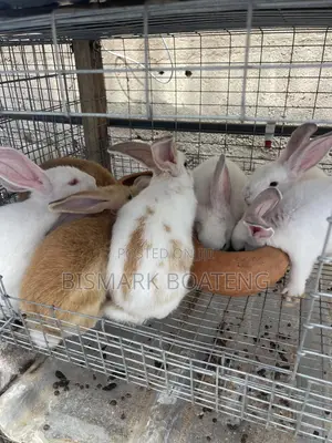 Bunnies for Sale