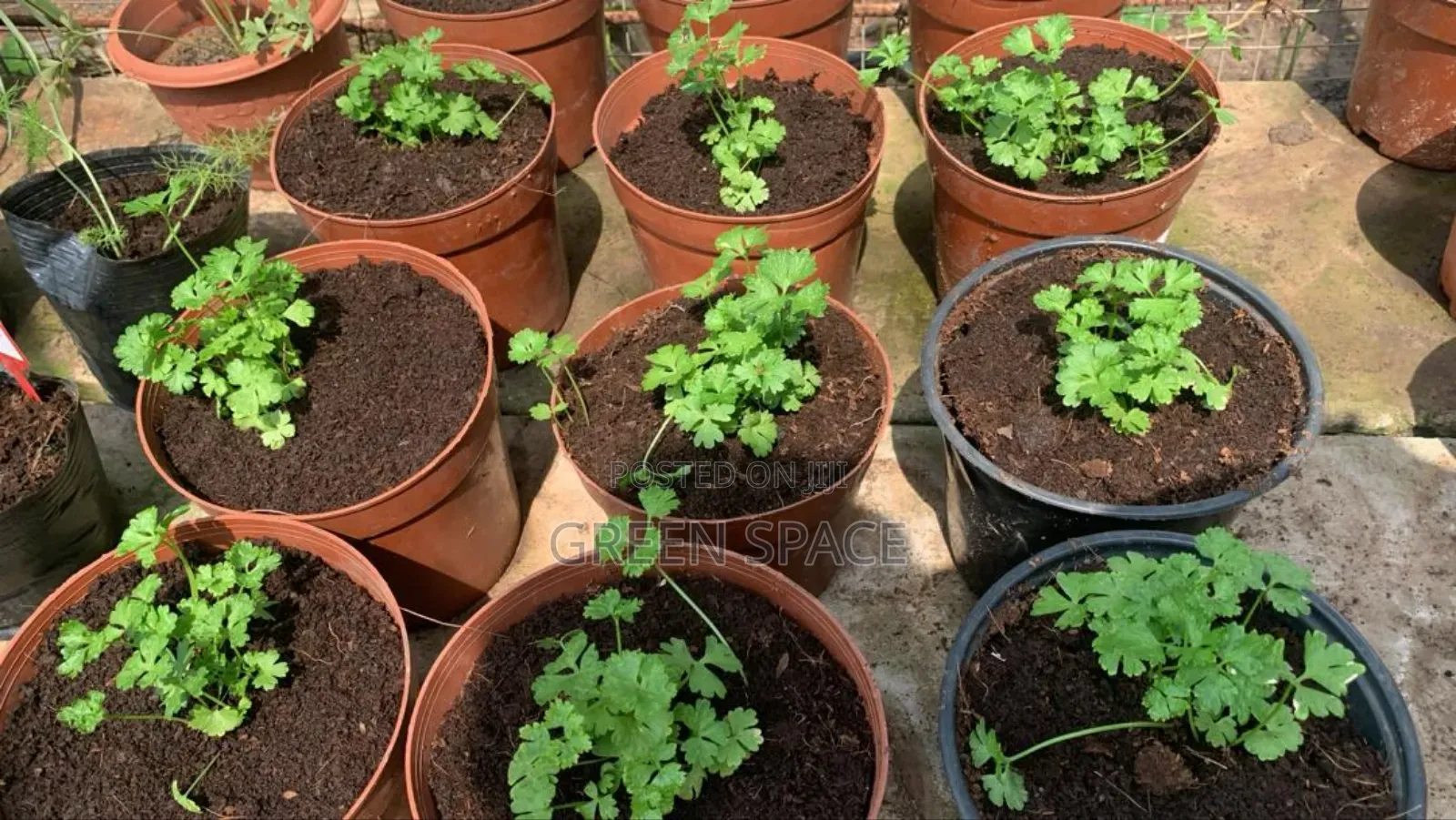 Potted Parsely Plant