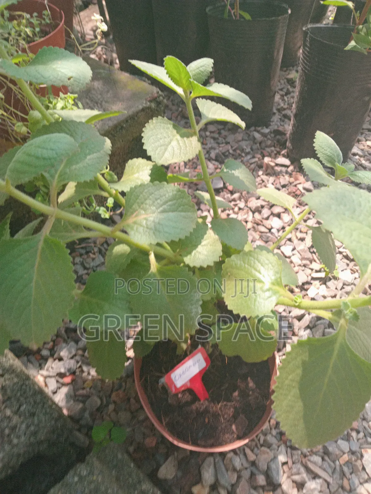 Potted Oregano Spice