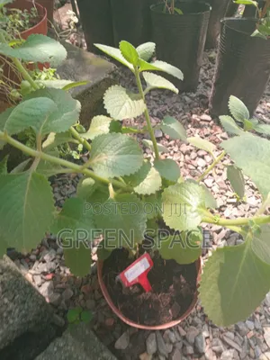Potted Oregano Spice