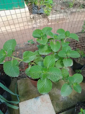 Potted Oregano Spice