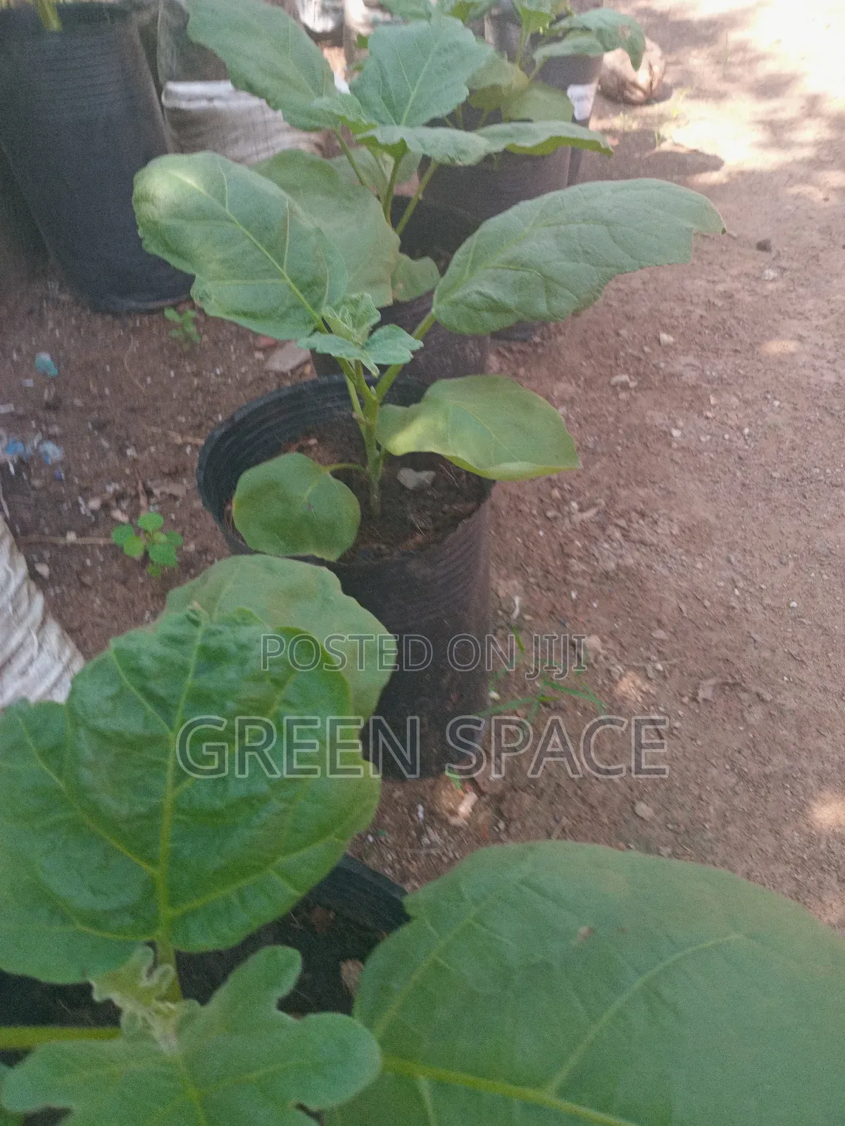 Potted Eggplant Aubergine