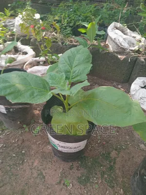 Potted Eggplant Aubergine