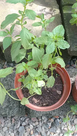 Strawberry Mint Potted