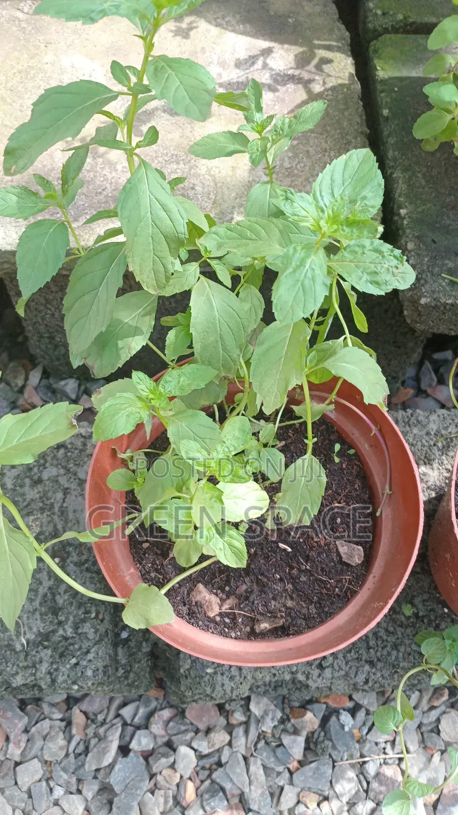 Strawberry Mint Potted