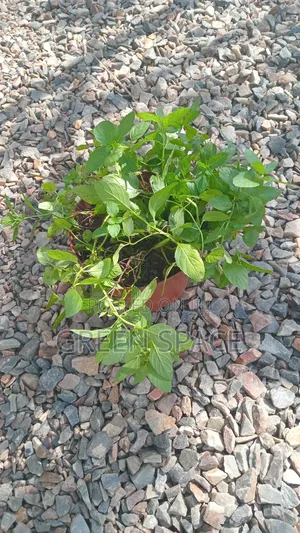 Strawberry Mint Potted