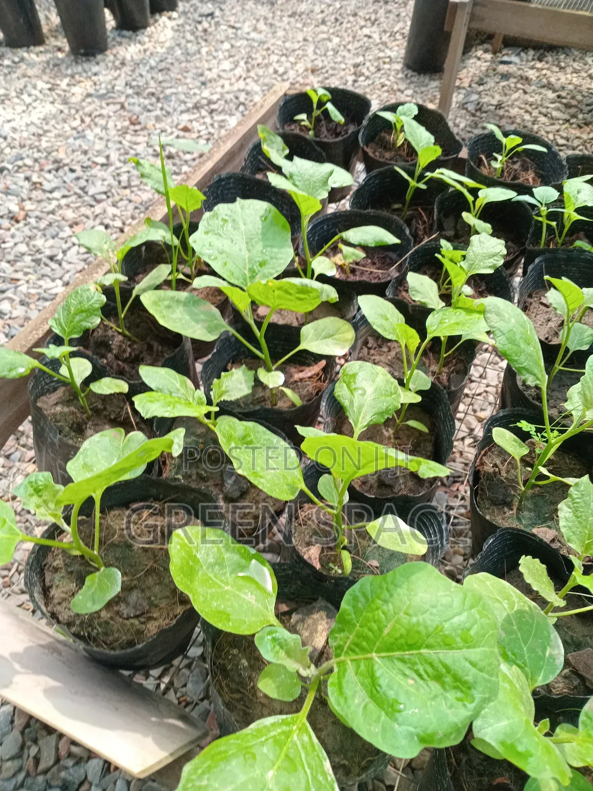Eggplant Seedlings
