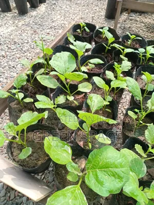 Eggplant Seedlings
