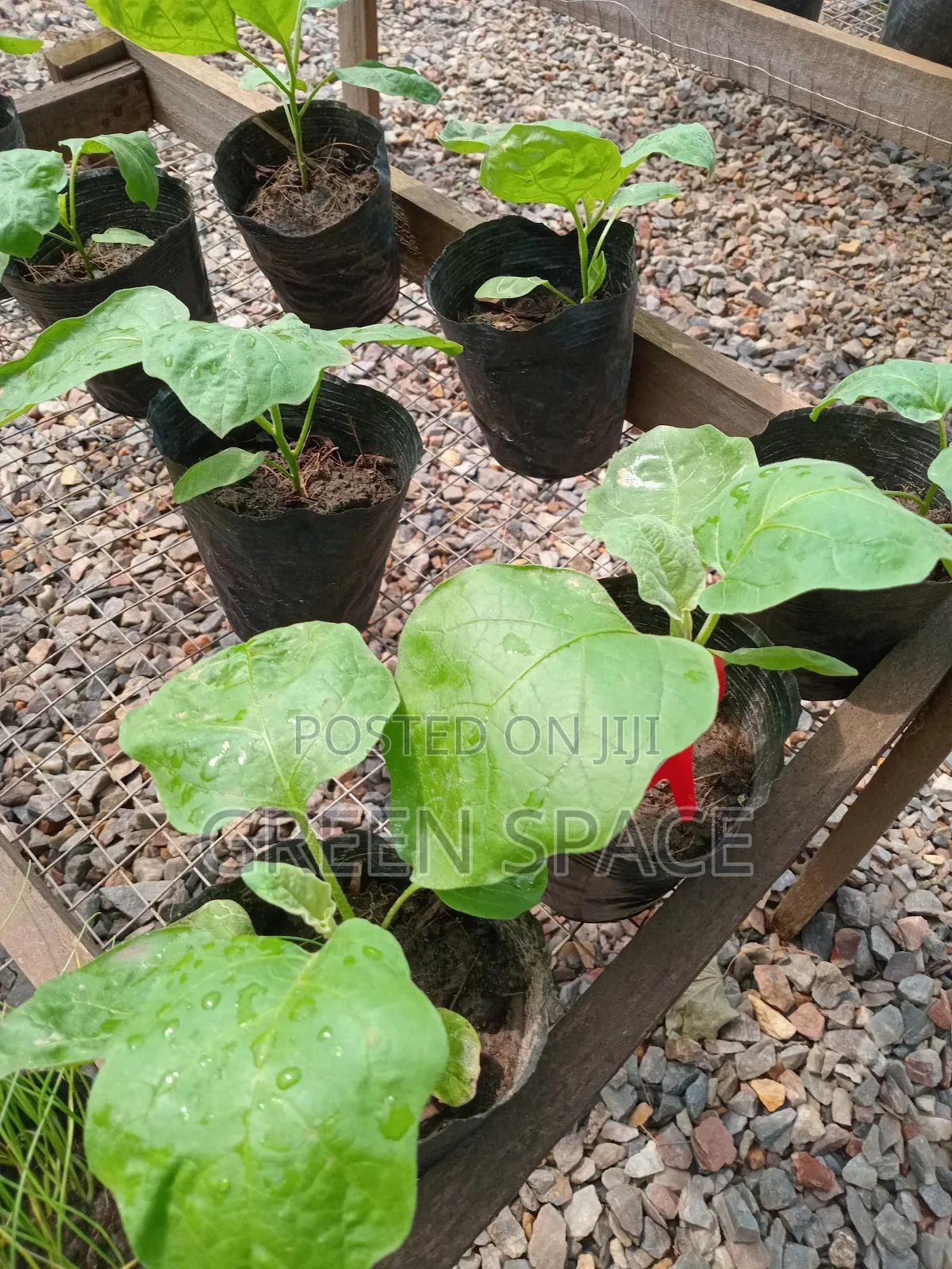 Eggplant Seedlings