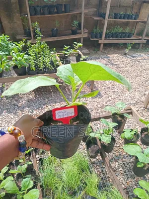Eggplant Seedlings