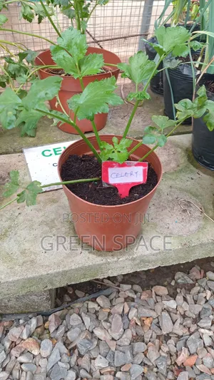 Celery Potted Plant