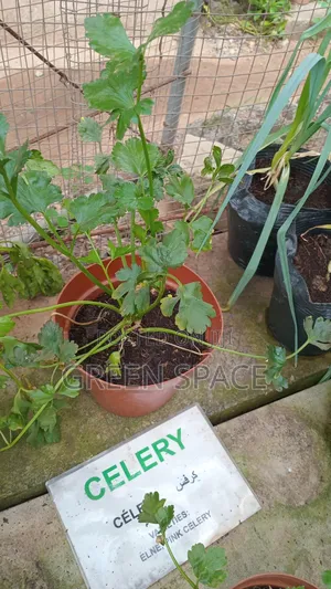 Celery Potted Plant