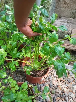 Celery Potted Plant