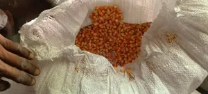 Maize Available in Accra