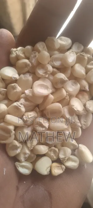 Maize Available in Accra