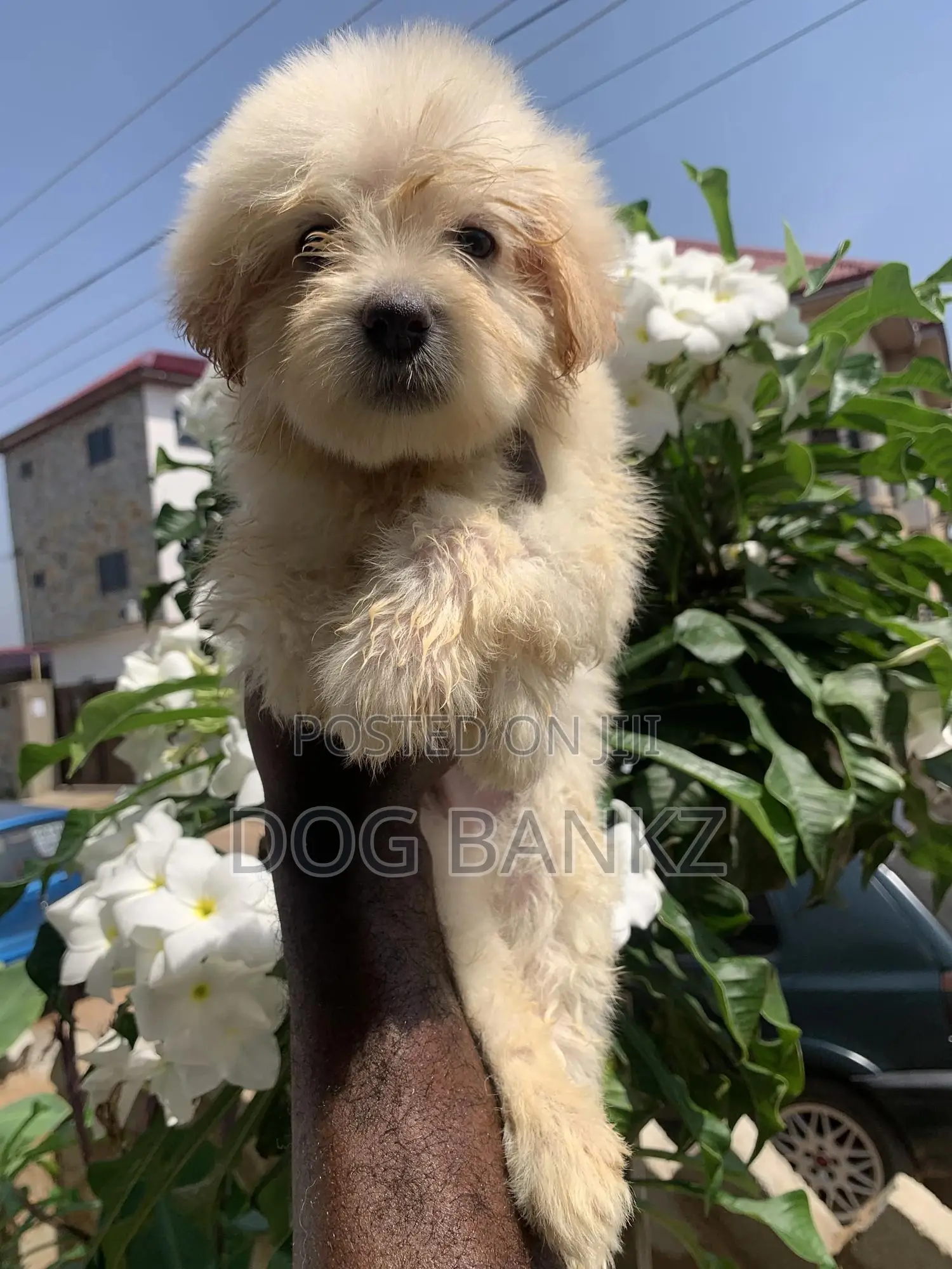 1-3 months Male Purebred Poodle