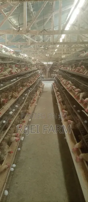 Poultry Farm Hands Needed