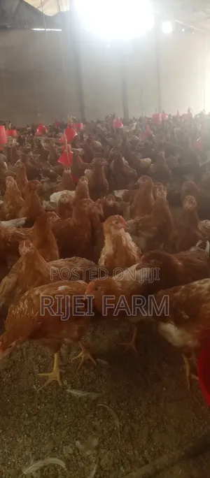 Poultry Farm Hands Needed
