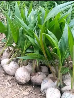 Coconut Seedlings ( Hybrid and Dwarf)
