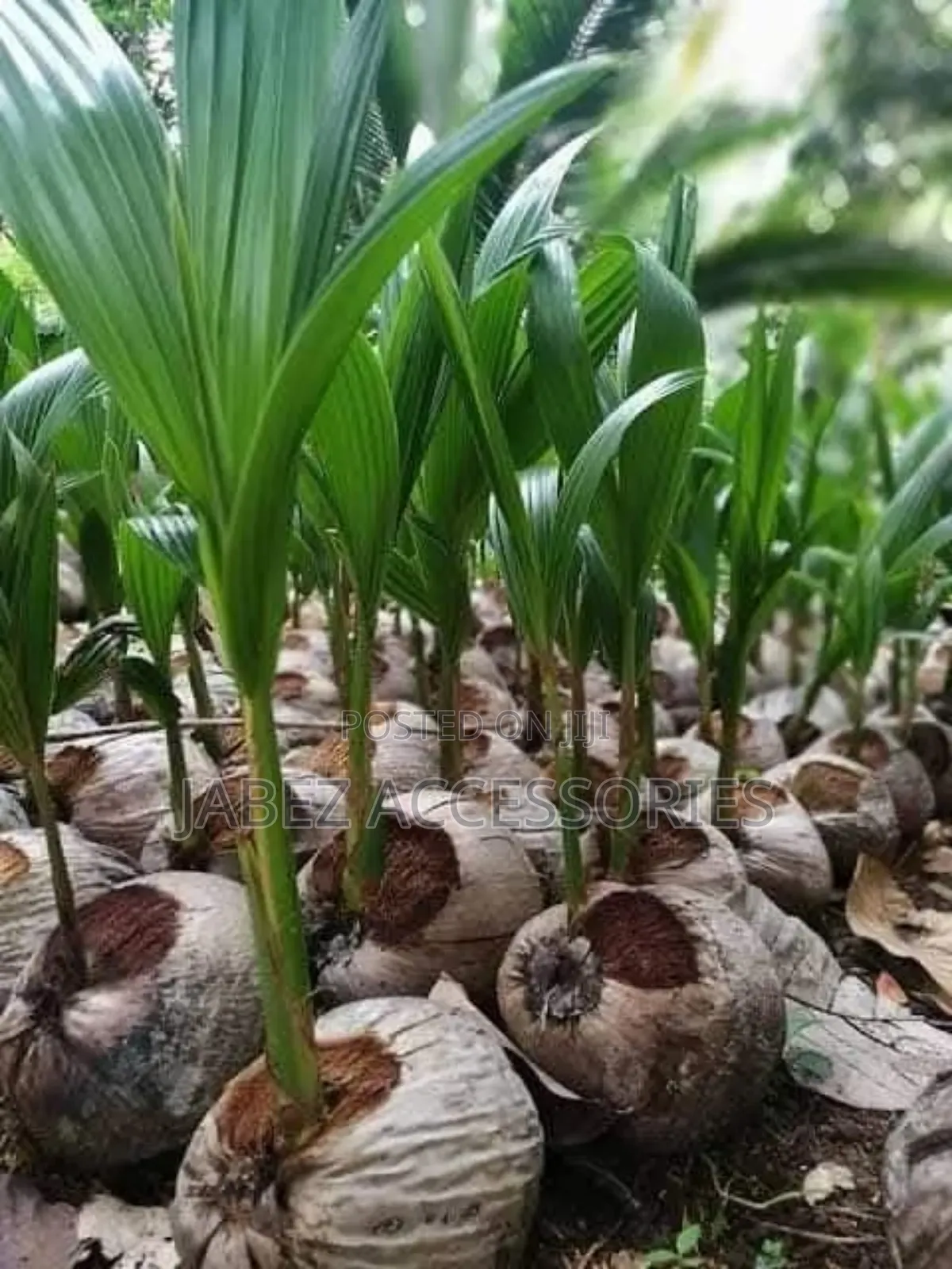 Coconut Seedlings ( Hybrid and Dwarf)