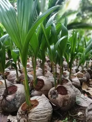 Coconut Seedlings ( Hybrid and Dwarf)