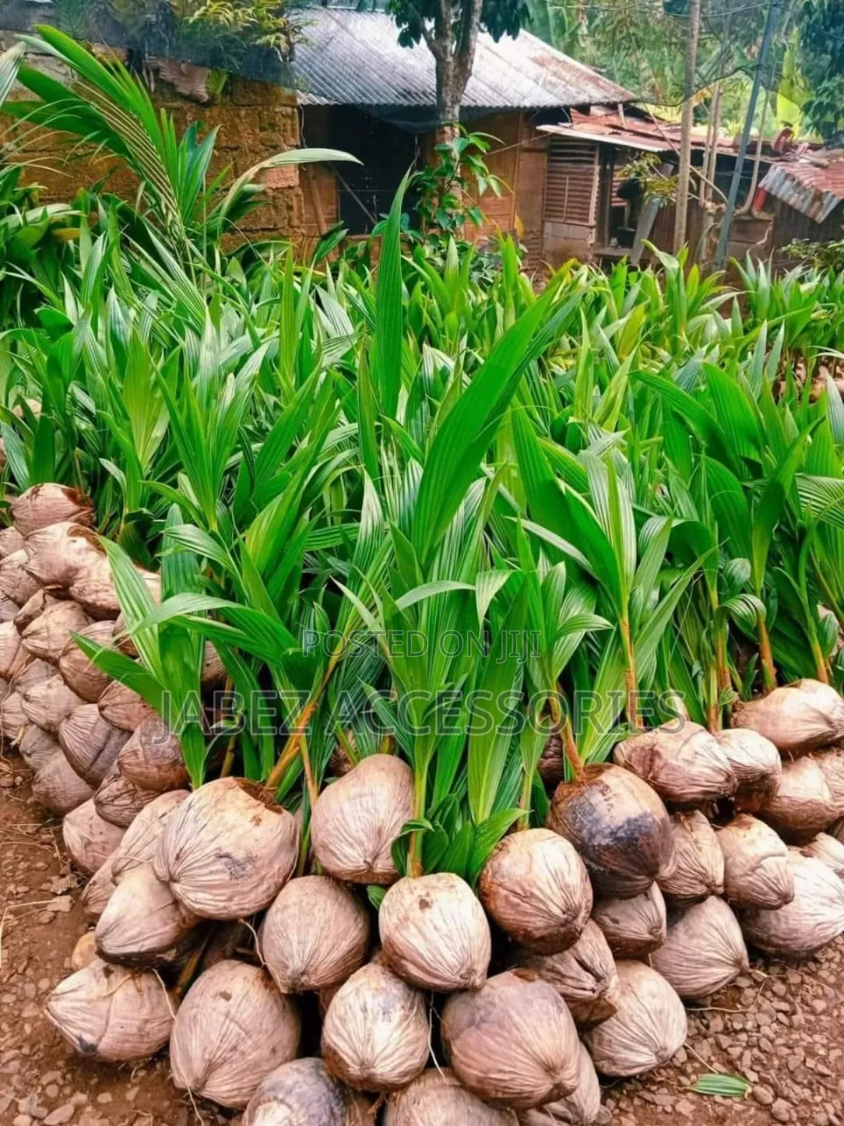 Coconut Seedlings ( Hybrid and Dwarf)