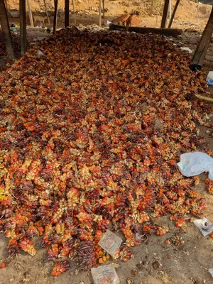 Organic Palm Oil