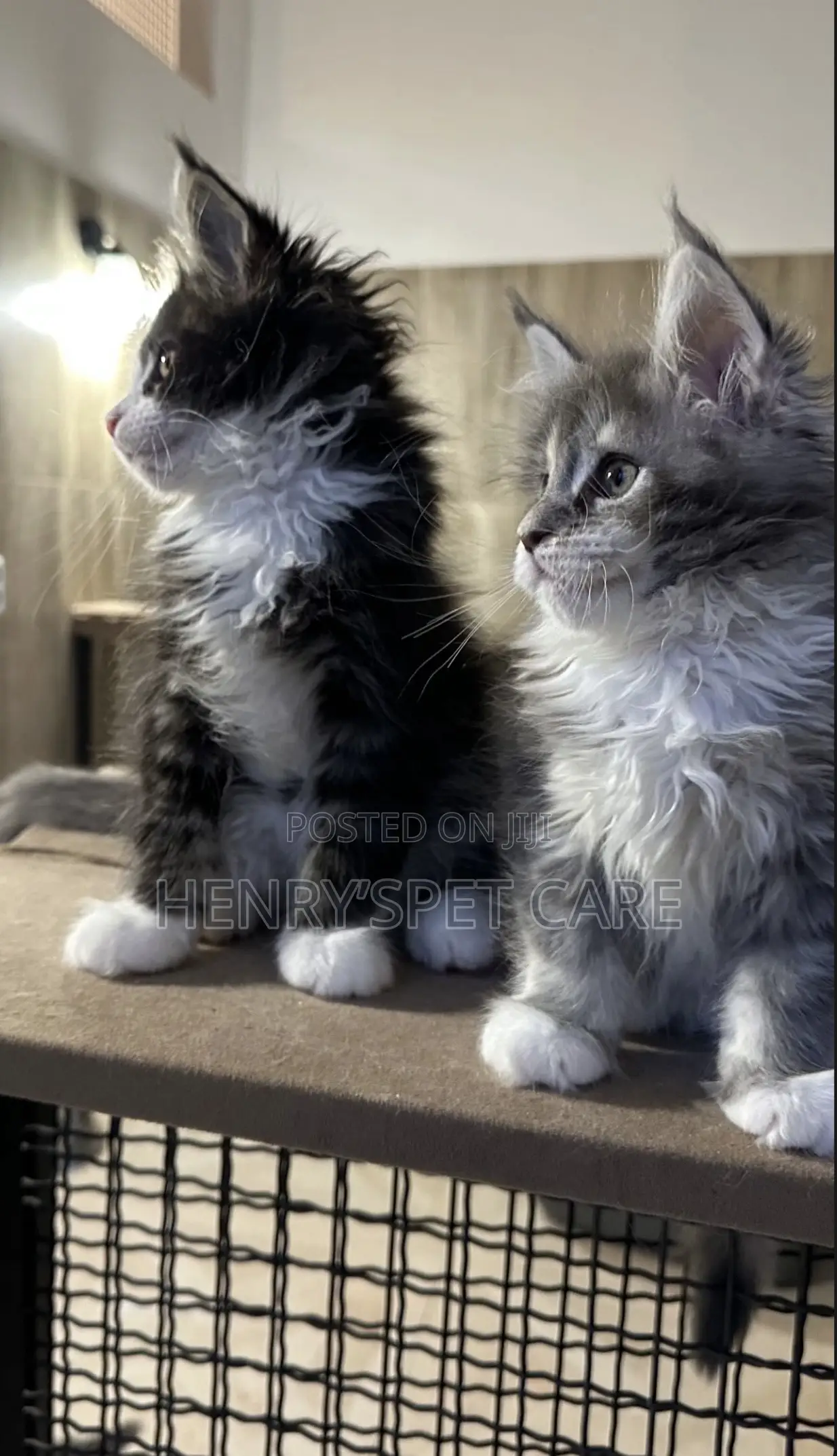 3-6 months Female Purebred Maine Coon