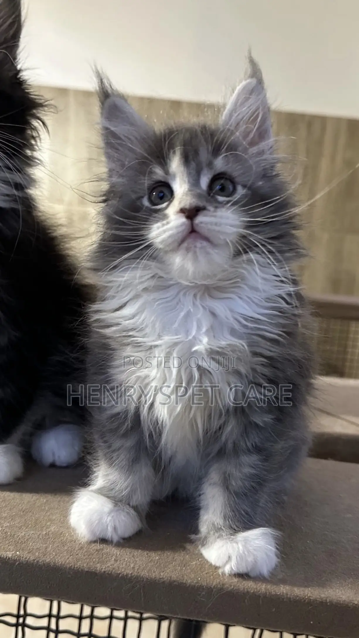 3-6 months Female Purebred Maine Coon