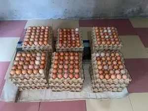 Poultry Egg Sales