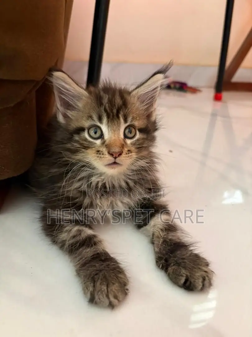 1-3 months Female Purebred Maine Coon