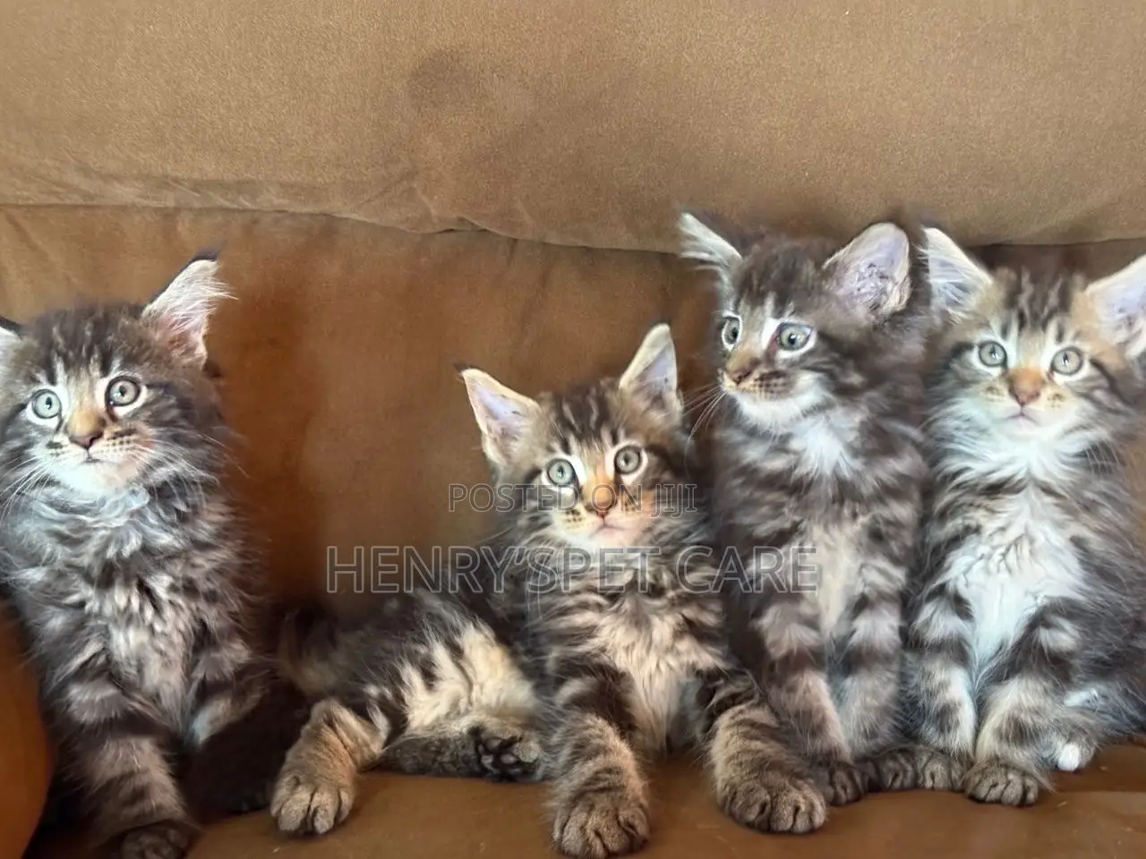 1-3 months Female Purebred Maine Coon